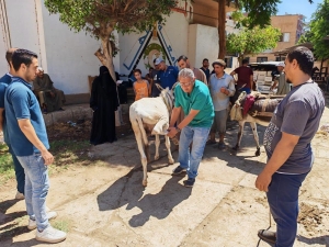 استمرار سلسلة القوافل البيطرية بالمستشفى البيطري التعليمي بكلية الطب البيطري – جامعة بنها بالتعاون مع مؤسسة الجسر المصري للإعلام والتنمية