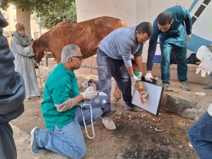 قافلة بيطرية داخل المستشفى البيطري التعليمي بالكلية بالتعاون مع مؤسسة الجسر المصري للإعلام والتنمية