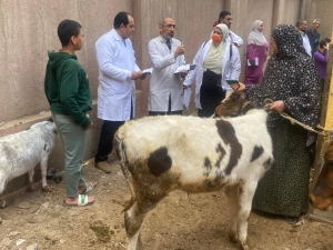 كلية الطب البيطري تنظم قافلة بيطرية لقرية قرنفيل - مركز القناطر الخيرية