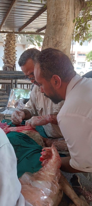 المستشفى البيطري التعليمي في أسبوع