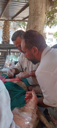 المستشفى البيطري التعليمي في أسبوع