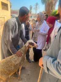 ضمن القافلة التنموية الشاملة التي تنظمها الجامعة: كلية الطب البيطري تنظم قافلة بيطرية مجانية بقرية طحلة مركز بنها