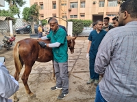إستمرار تنظيم القوافل البيطرية داخل المستشفى البيطري التعليمي بالتعاون مع مؤسسة الجسر المصري للإعلام والتنمية