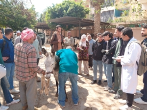 إستمرار تنفيذ ااقوافل البيطرية داخل المستشفى البيطري التعليمي بالكلية