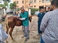 إستمرار تنظيم القوافل البيطرية داخل المستشفى البيطري التعليمي بالتعاون مع مؤسسة الجسر المصري للإعلام والتنمية